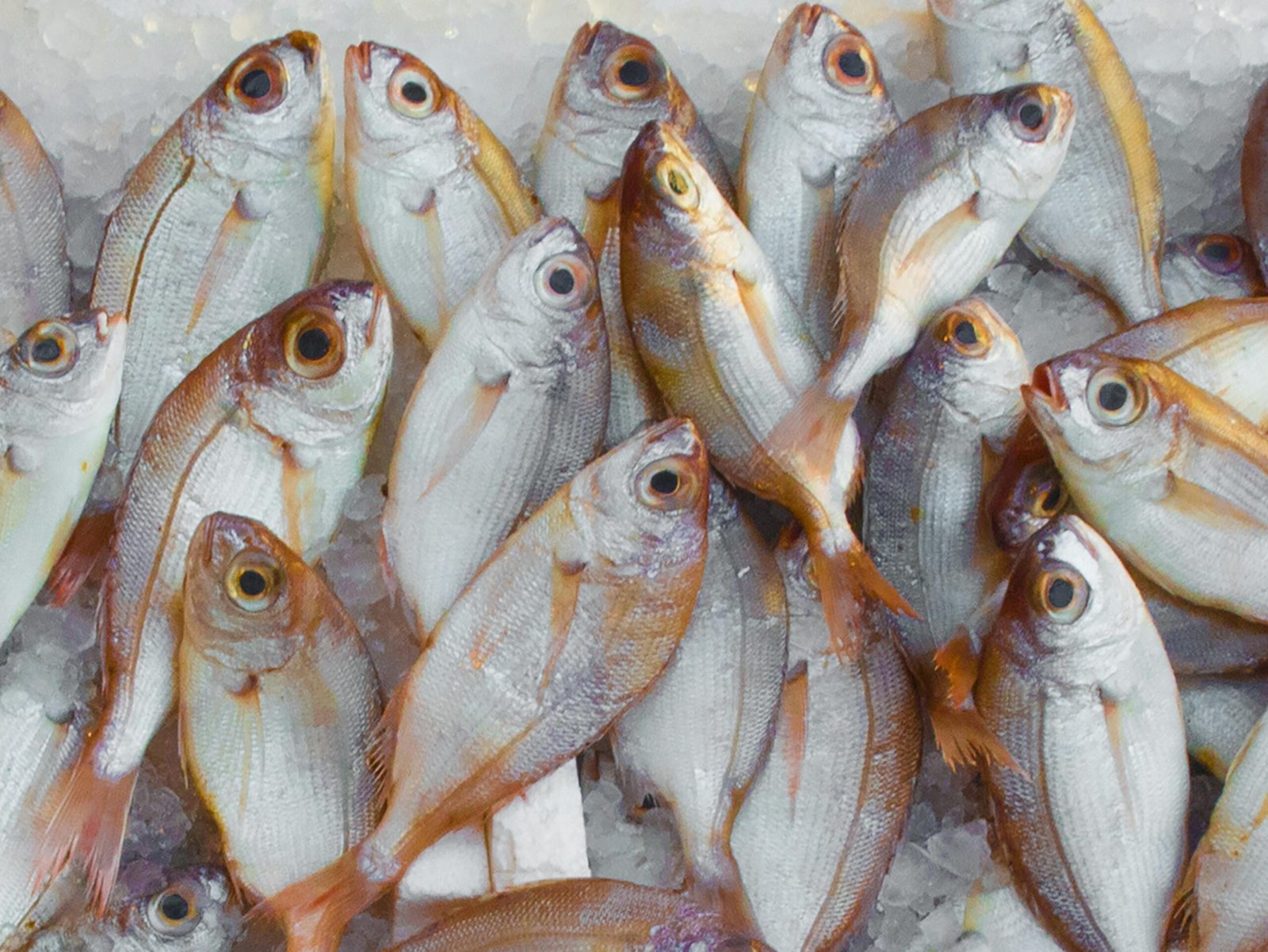 Comprar Pescado Fresco Online en Roquetas del Mar